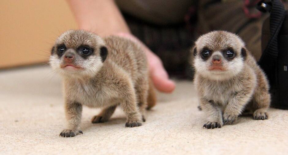 Welcome: Taronga Zoo welcomed two baby meerkats, after seven years without a new litter. Picture: Taronga Zoo