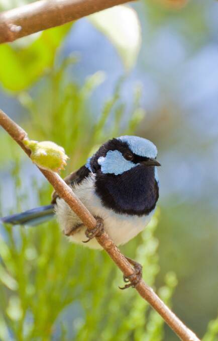 Learn how to attract birds to your garden from expert Liz Benson.