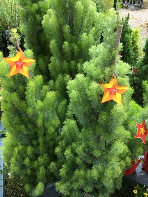 CHRISTMAS TREE: The Albany Woolly Bush has extremely soft foliage and will happily live in a pot.