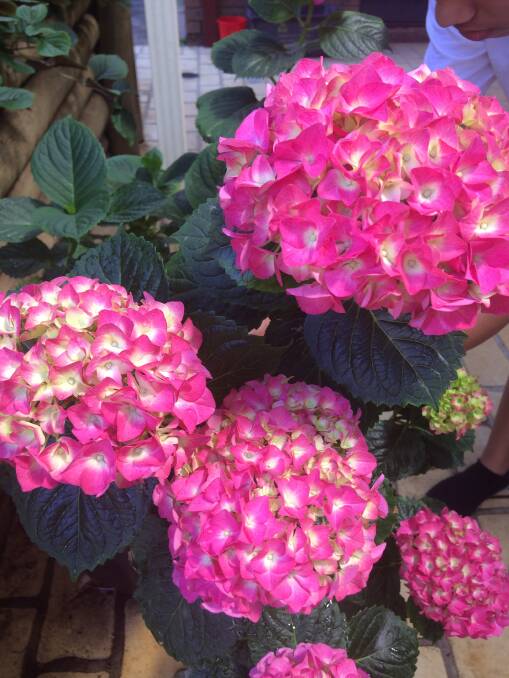 SO BRIGHT: Hydrangeas look good in garden beds but can also do well planted in pots. 