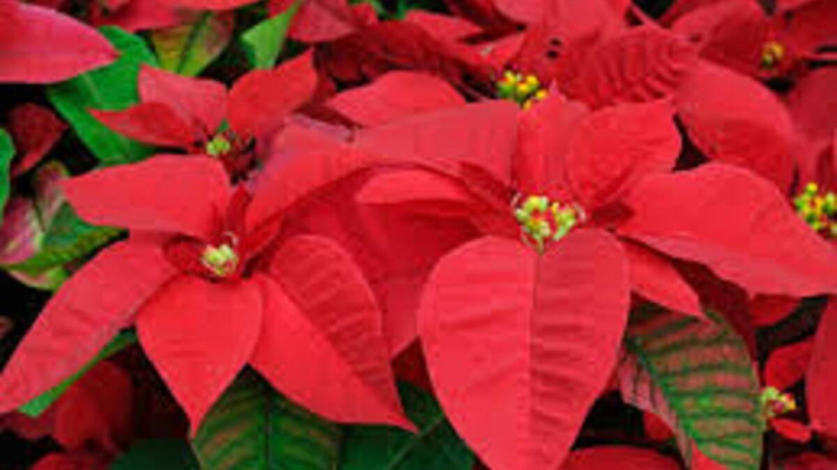 GREAT COLOURS: Poinsettias are a popular and beautiful gift at this time of the year.