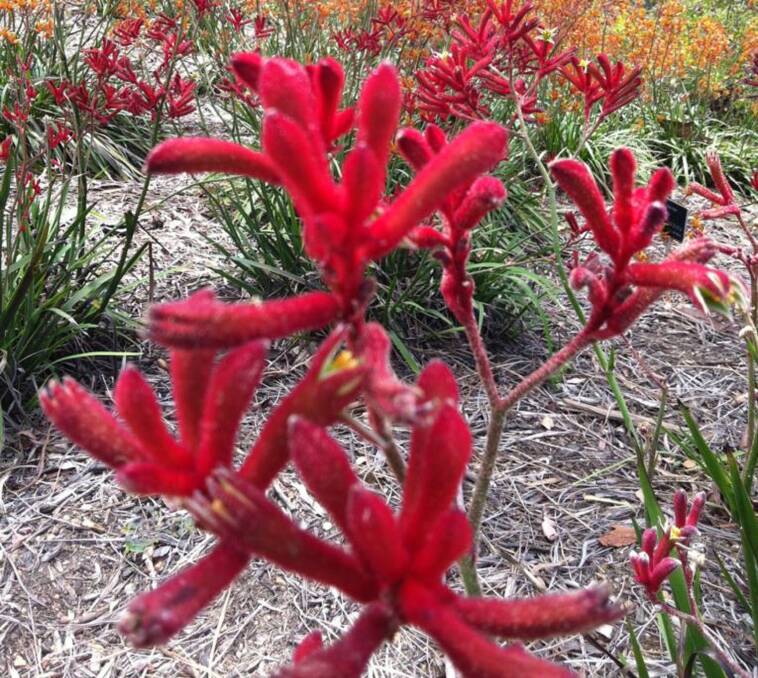 STUNNING RED: Kangaroo paw add a sculptural element to your garden and the birds love them. 