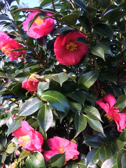 TOP PICK: Camellias are hardy and disease-resistant and come in a wide range of colours.