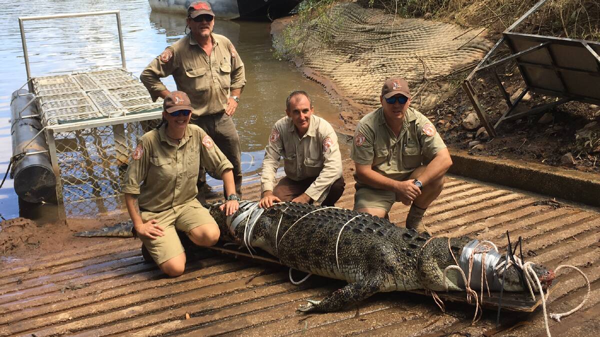 CAPTURED: Wild saltwater crocodiles from Katherine are sent to croc farms.
