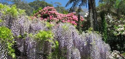 Nooroo is one of the many heartstopping gardens which thrill in spring as well as autumn at Mt Wilson.