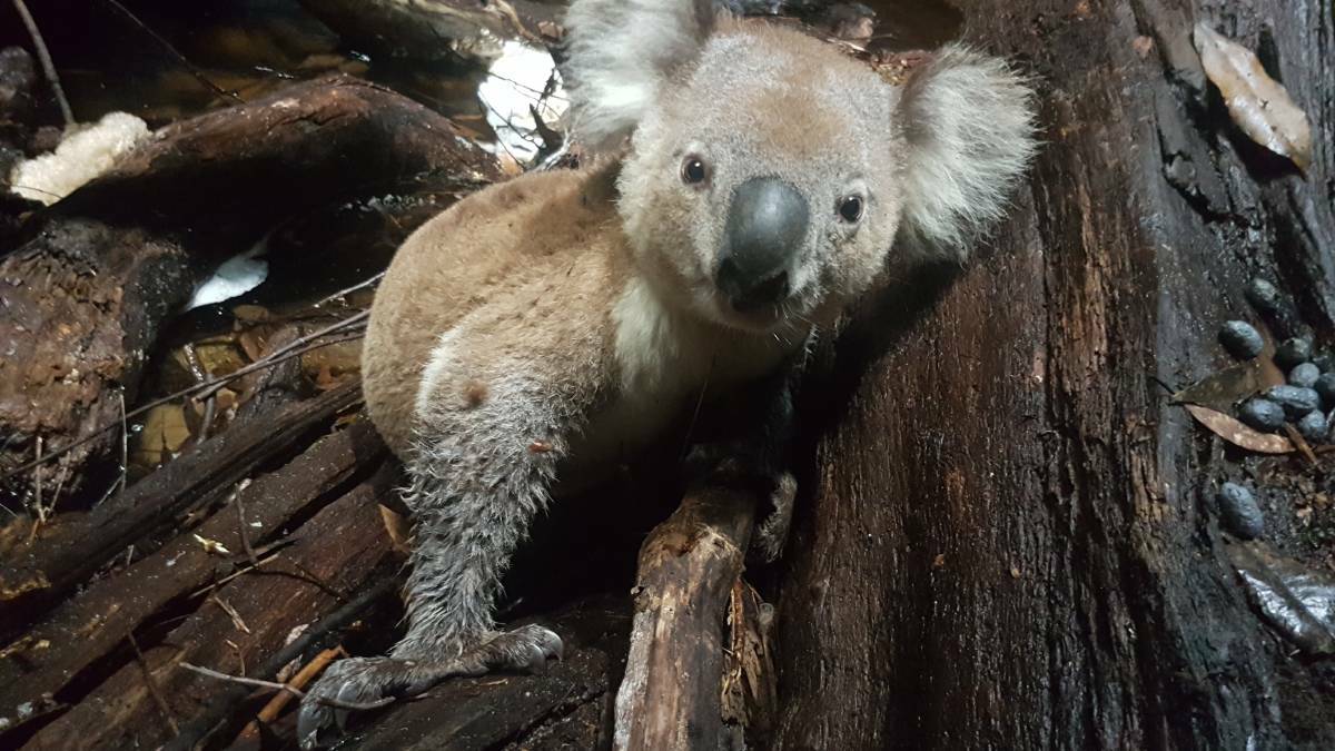 Photogenic: This koala was spotted in Rocky Creek Canyon on Newnes Plateau in February this year. Photos: Dylan Jones