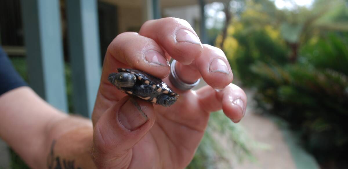 A baby turtle sells for about $100 and can live for decades.