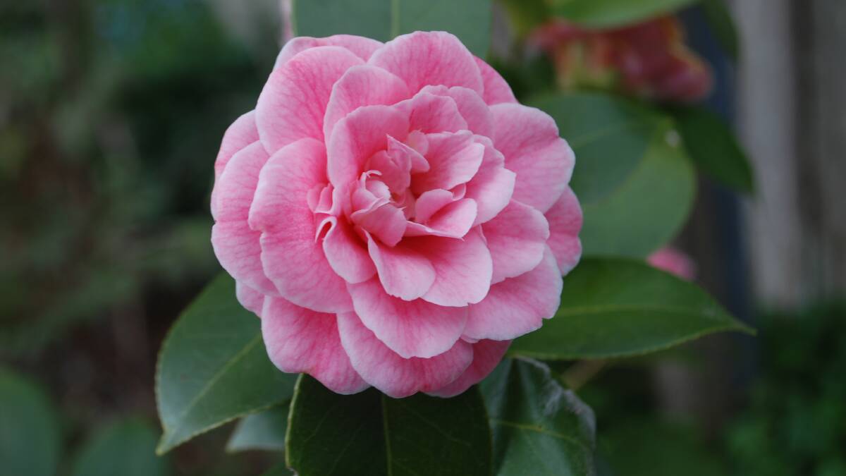 Formal double camellia