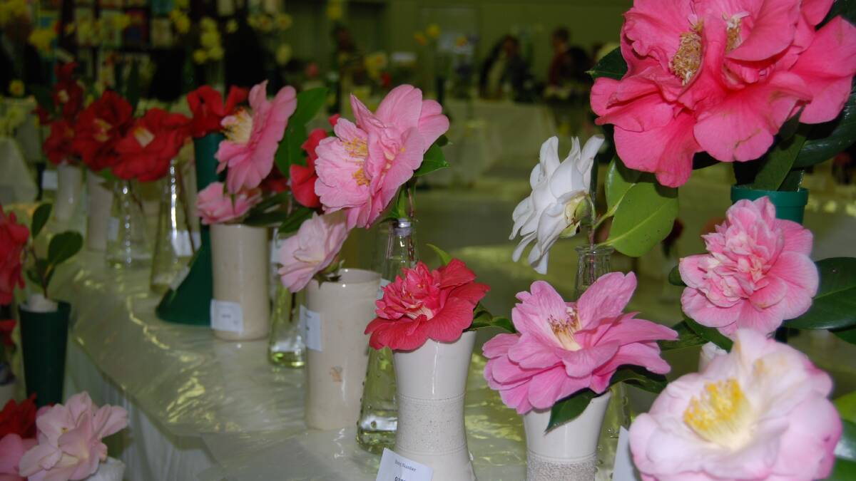 2016: Camellias galore at last year's flower and craft show in Blackheath.