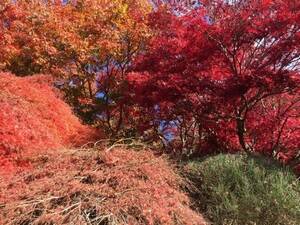 Autumn colour at Mt Tomah