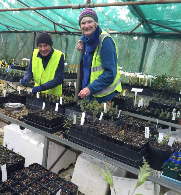 Chilly conditions: David Bush checks some young cuttings, with nursery manager, Sue Nicol.