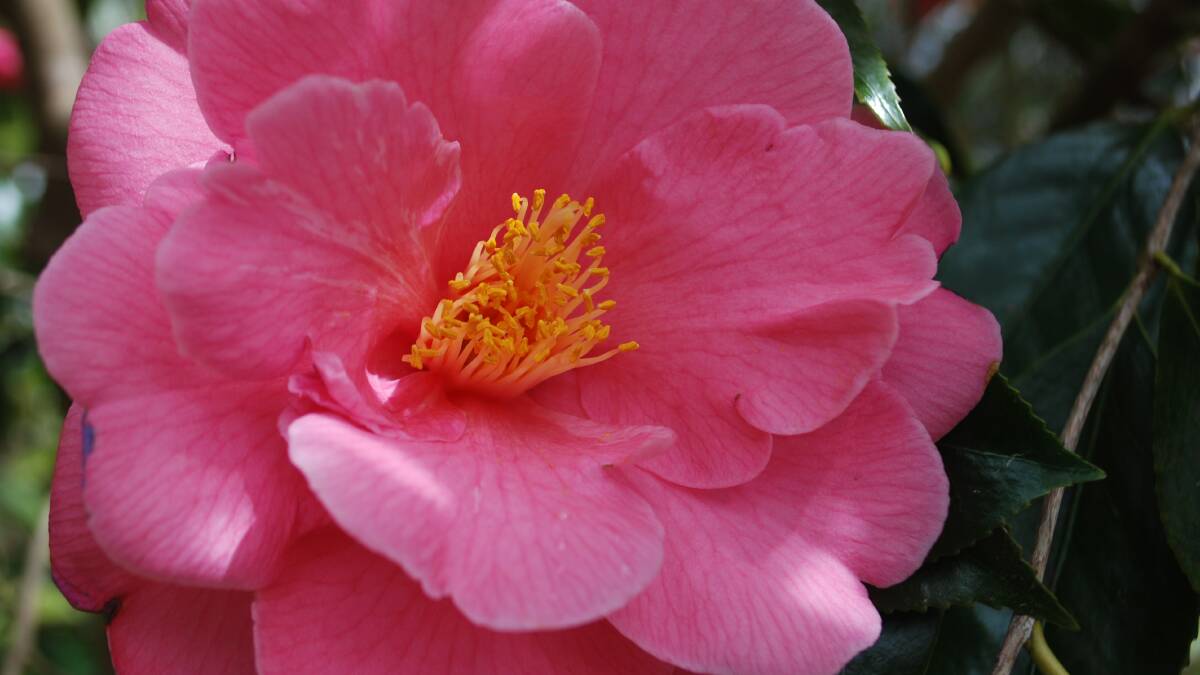 Semi-double camellia