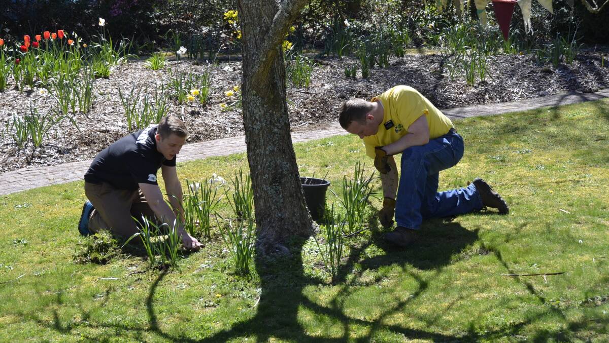 Spruced up: The Mormon volunteers at work in Greystanes.