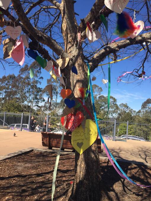 Love tree: In the centre of Springwood the tree had been decorated with messages about same-sex marriage. Council staff removed them.
