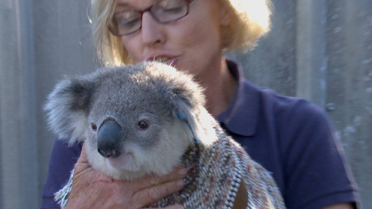 Koala rescue, Alaine Anderson