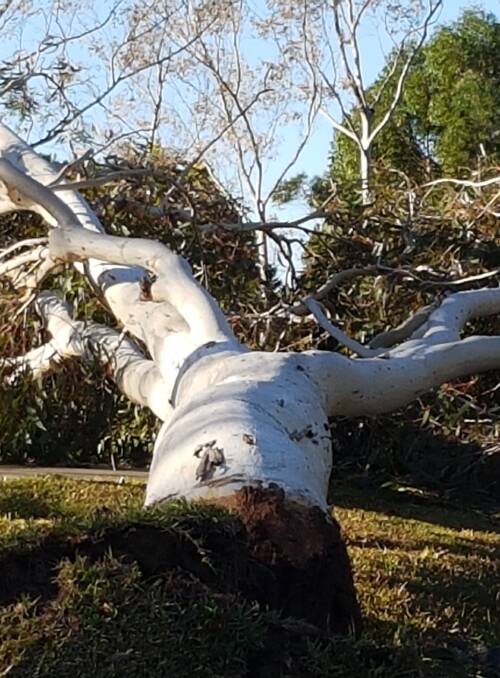 Uprooted: In Blaxland.