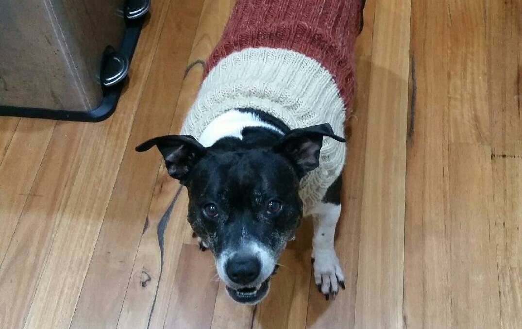 Molly, a Winmalee staffy, opts for the two-tone look this winter.