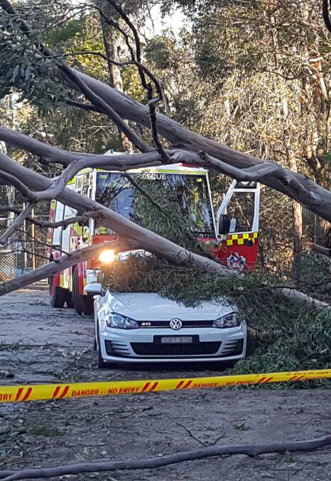 Crash through: This tree came down on a car in Lawson Road, Springwood on Saturday.