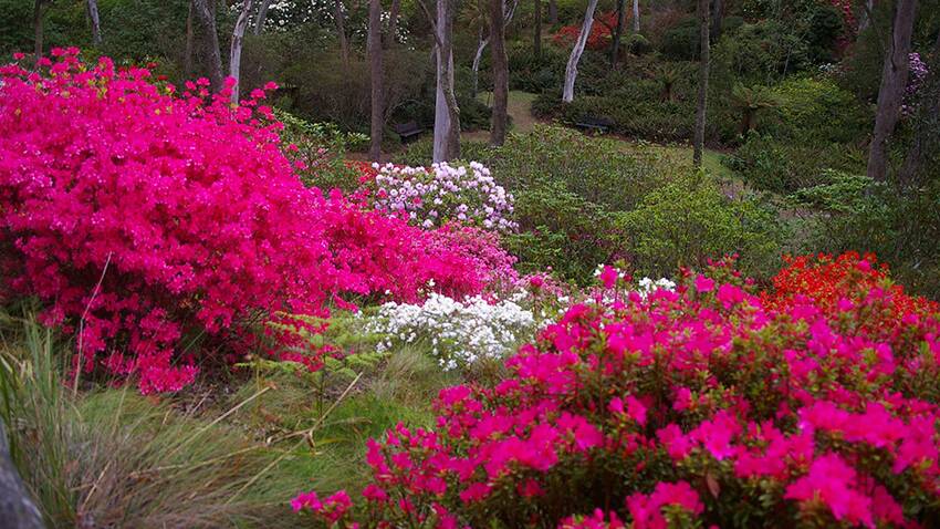 The Campbell Rhododendron Gardens at Blackheath is listed as a "hidden gem" on the Blue Mountains Greater Heritage Trail website.