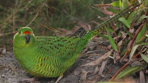 Battle to save rare WA parrot
