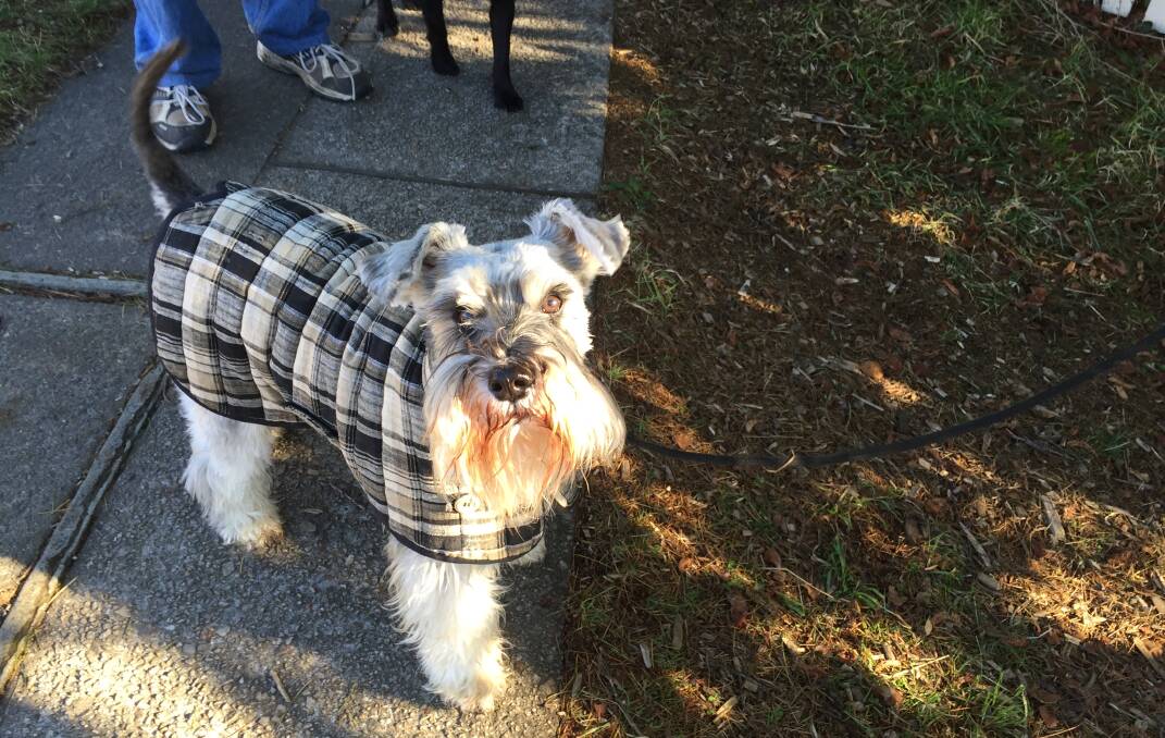 Schnauzer Max from Blackheath is comfortable in a striking black-and-white hand-made outfit.