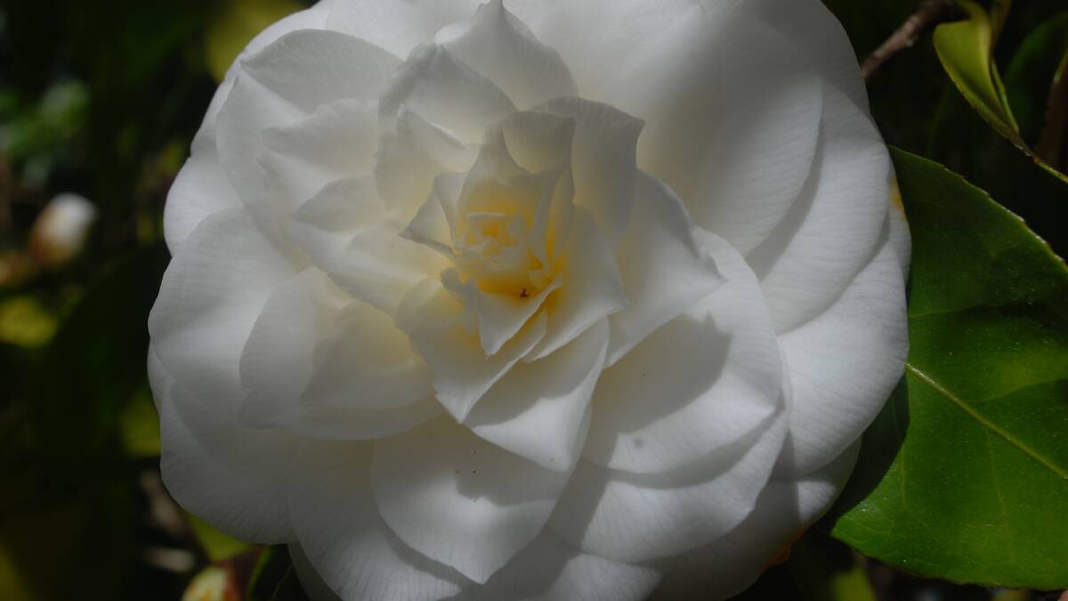 White formal double camellia