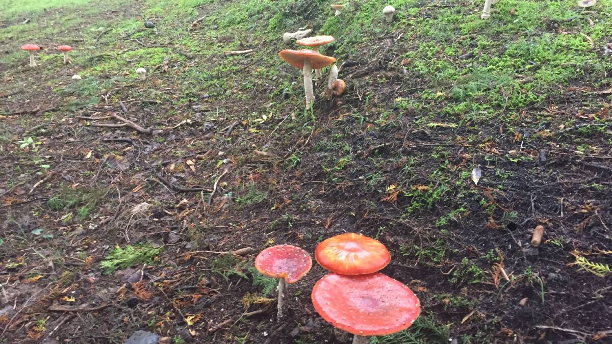 Fungi are thriving after all the rain