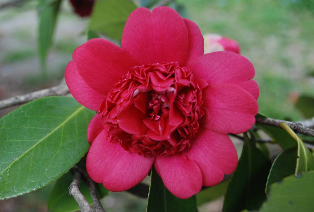 
Anemone form camellia: It will be among hundreds of flowers on show.