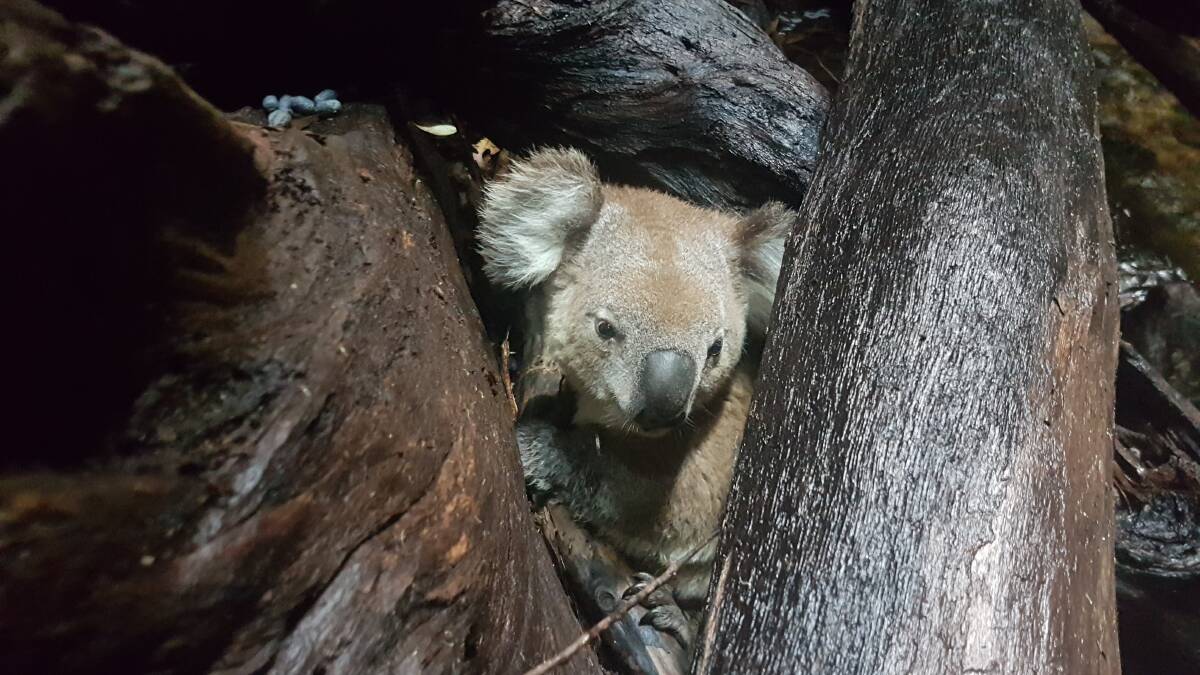 Koala search