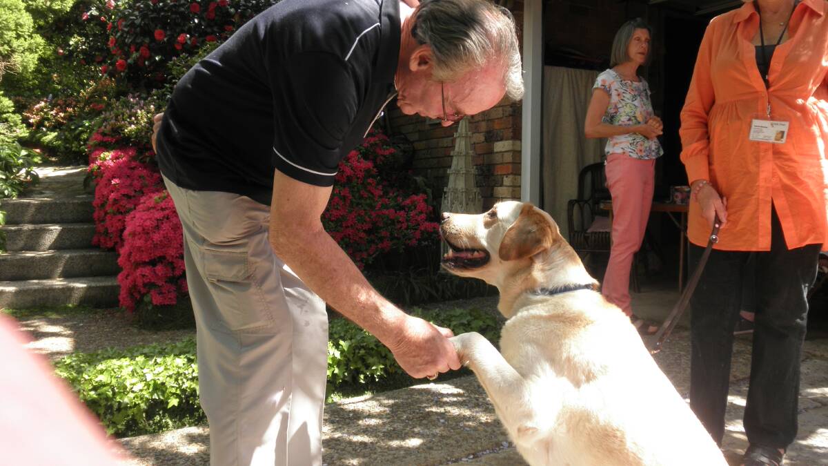 Andy the guide dog ambassador says hello to Bryan Hardy at Glenhaven. Andy will be at the garden on October 1.