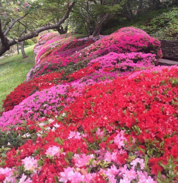Massed colour: One of the magnificent gardens that featured in last year's Leura Gardens Festival.