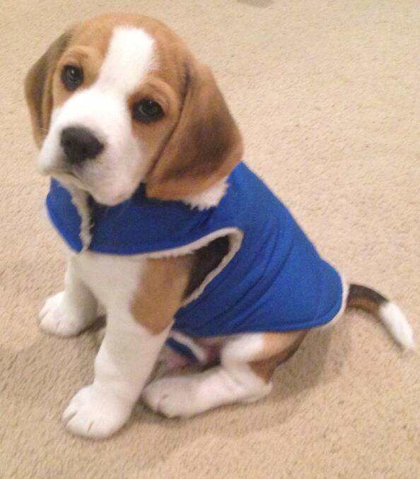 Max the beagle from Wentworth Falls needs all the warmth he can get at the tender age of eight weeks.