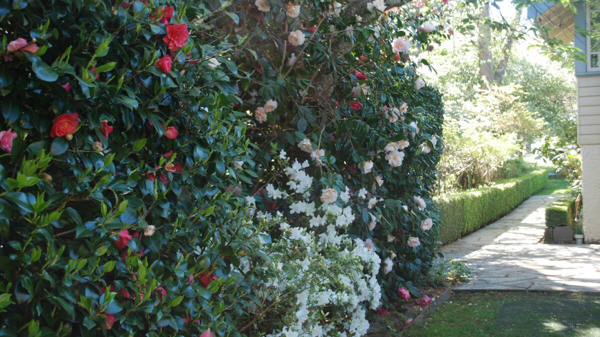 Leura Gardens a blooming marvel