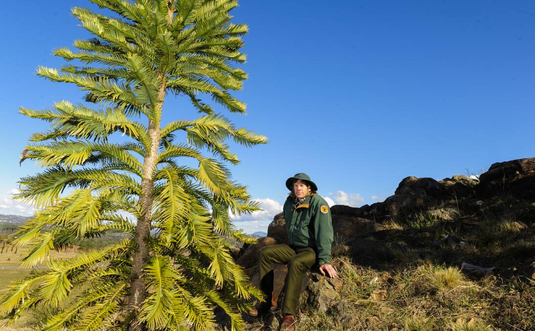 Under threat: David Noble with a Wollemi pine. One of the four stands of the Wollemi pine in the Blue Mountains has developed a fungal disease, likely from unauthorised hikers carrying in the Phytophthora mould.