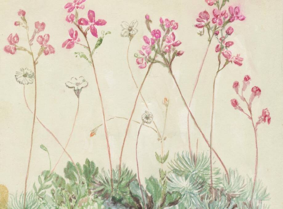 Stylidium lineare (Trigger Plant): By Isobel Bowden OAM. Springwood Library collection. Image courtesy of the Bowden family.