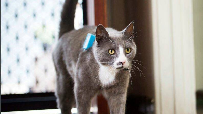 GPS: A cat from the University of South Australia tracking program with the GPS unit on its collar. Cats in the study had a median roaming range of 1.04 hectares, or the size of eight Olympic swimming pools.