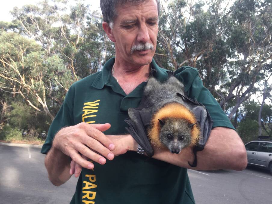 Tim Pearson with a grey-headed flying fox, who proved a hit on the night.