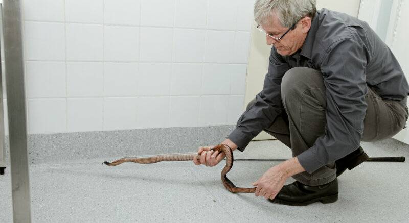 CAREFUL BUSINESS: Australian Veterinary Association president Robert Johnson with a red-bellied black snake.