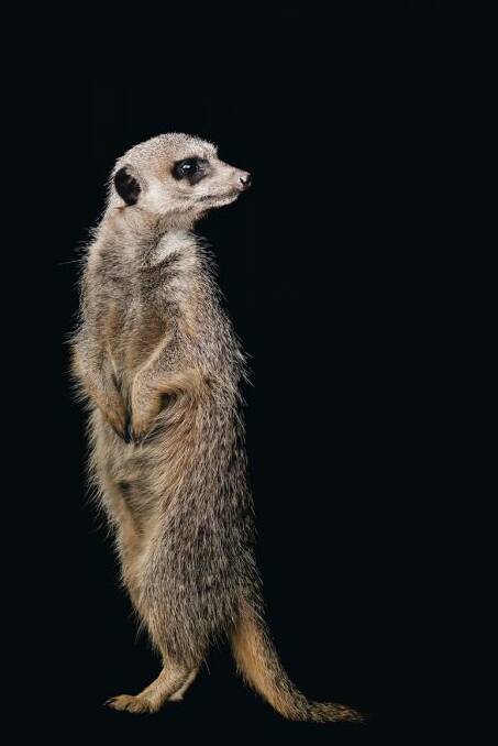 LOOK: Leo the meerkat, photographed using studio portrait techniques.
