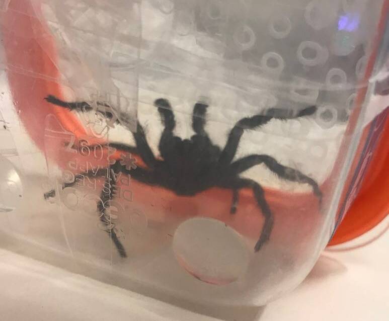 Seven-year-old Riley Schmidt from Hill Top was bitten by this funnel web on January 7. 