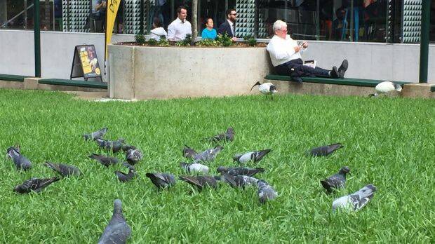 Pigeons in Brisbane's Post Office Square. The birds' droppings produce the fungus that can cause cryptococcal meningitis. Photo: Tony Moore