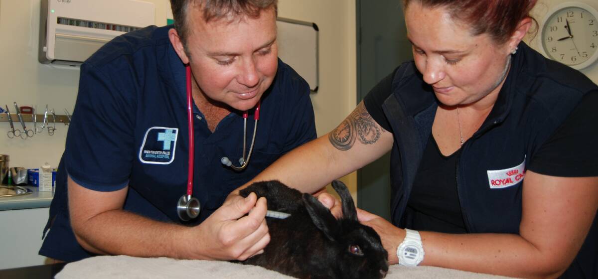 Urged to vaccinate: Steve Gibson and veterinary nurse Sandra Hartley from Wentworth Falls Animal Hospital give Kade the rabbit his vaccination.