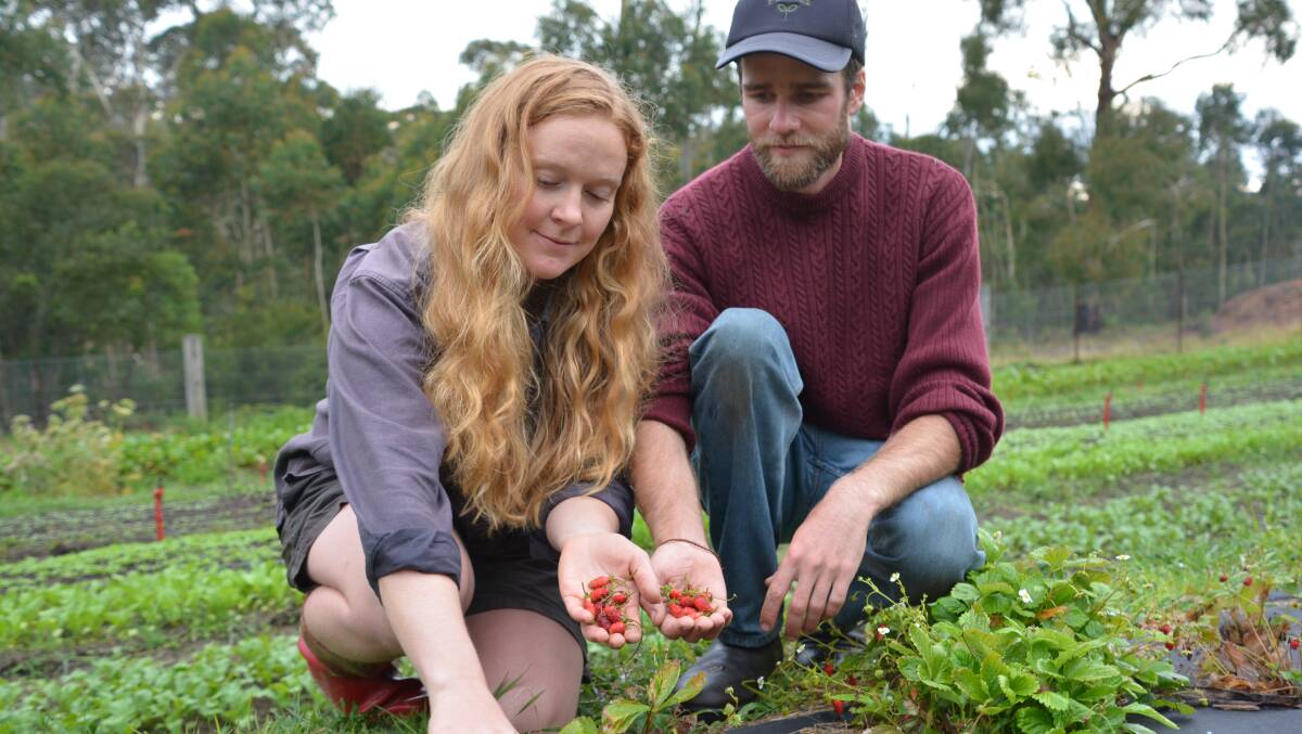 Erika Watson and Hayden Druce with their miniature alpine strawberries.