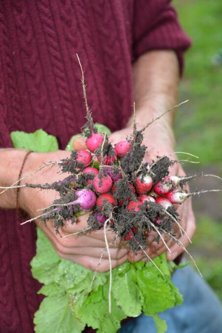 Radishes straight out of the ground.