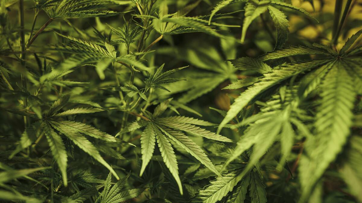 Cannabis plants worth $1.6 million allegedly found at Faulconbridge home
