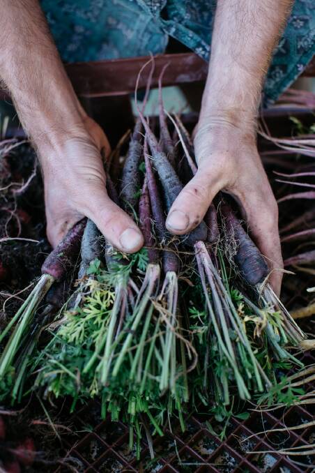Purple carrots. Photo: Luisa Brimble