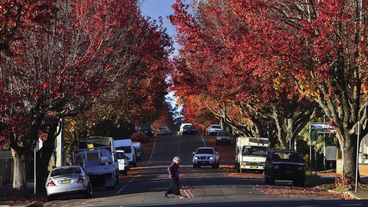 Autumn attraction: There is no support for plans to make part of Wentworth Street one-way and have angled parking. Photo: Nick Moir