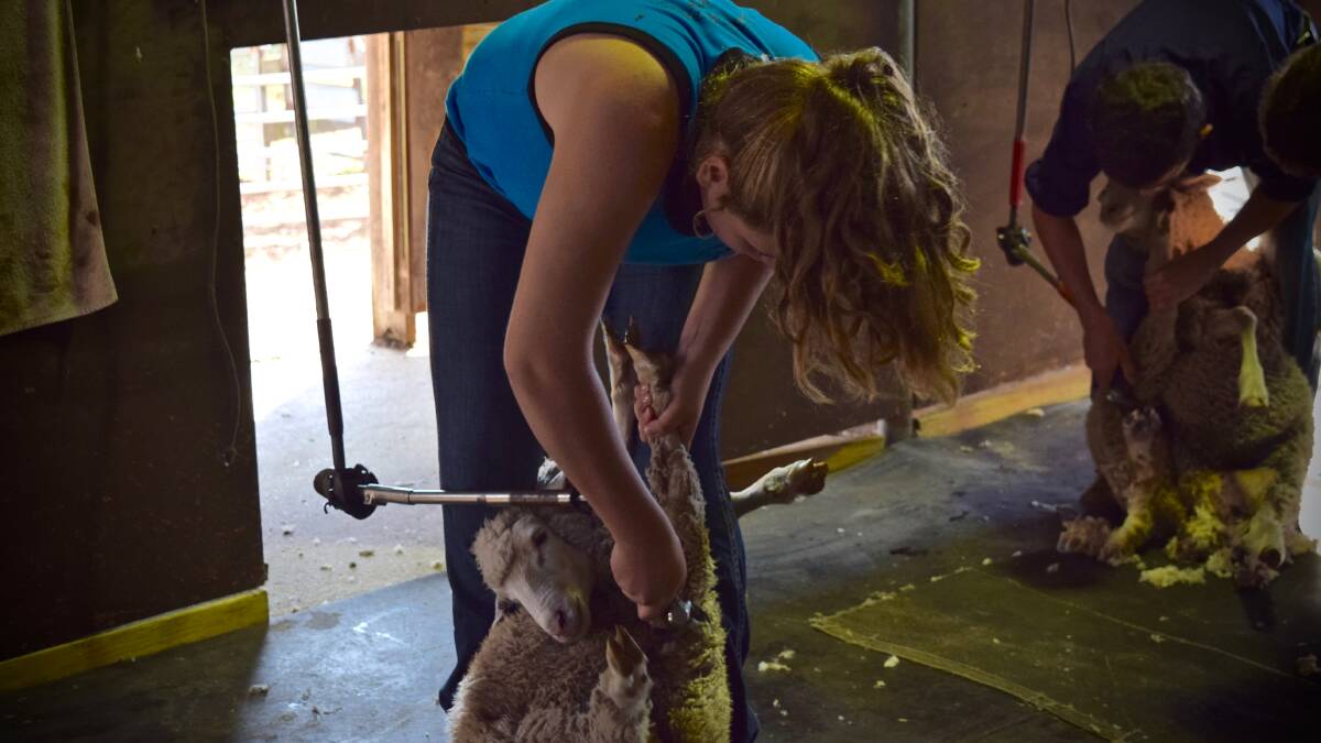 Shearing sheep is hard work but rewarding, says Kate Blair-Hickman.