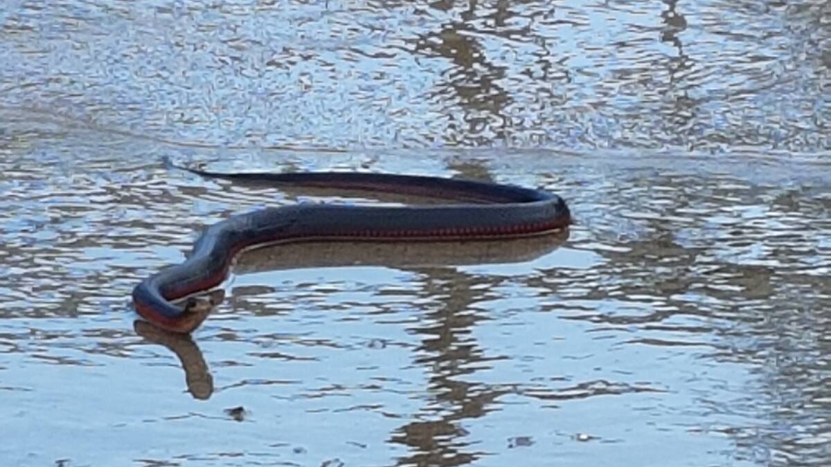 Red-bellied black snake at Yarramundi Bridge - June 6. Photos: Top Notch Video.