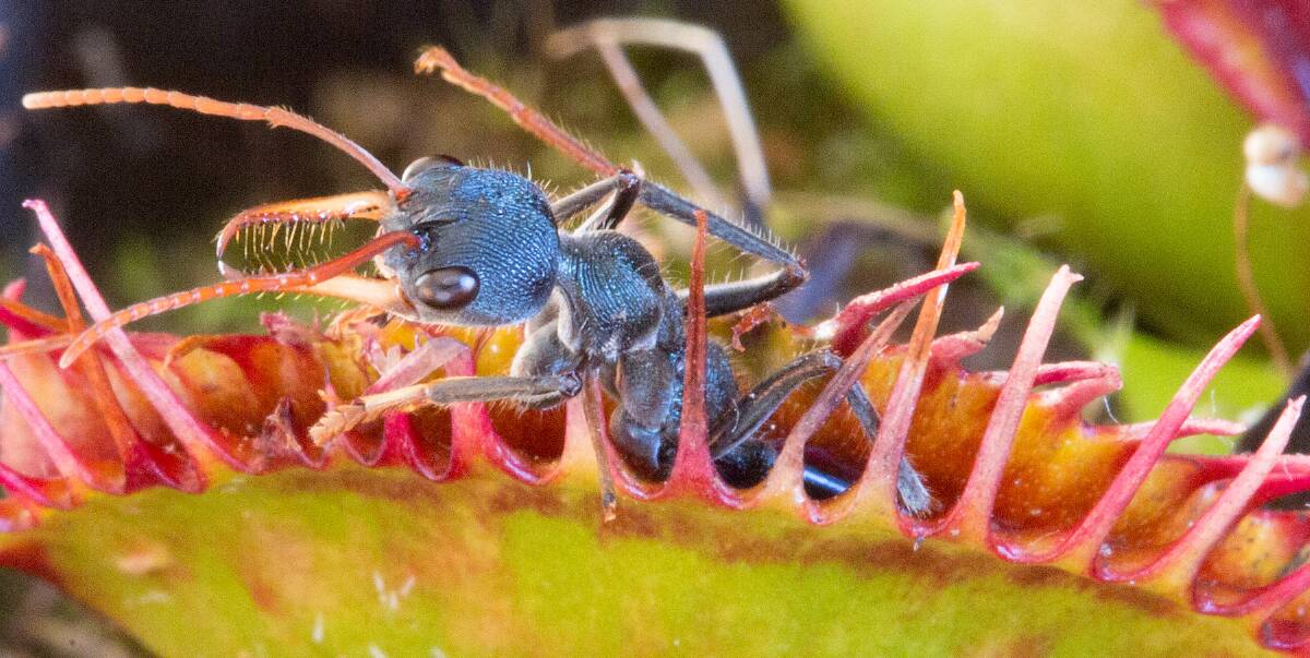 Goodbye cruel world: This ant will soon be history after being trapped by a dionaea droseraceae carnivorous flower. Photo: Greg Bourke.